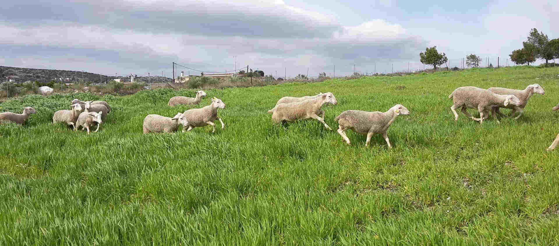 Αρνιά Λακον (Lacaune) από μάνες υψηλής γαλακτοπαραγωγής