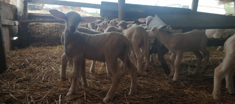 Πρόβατα Lacaune (Λακον)- Aρνιά από μάνες Ovitest