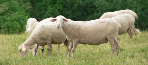 Υγιή πρόβατα - Κερδοφόρος εκτροφή