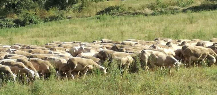 Προβατα Λακον-Lacaune